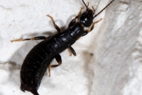 Pince oreille noir. Un mle (Dermaptre - Anisolabididae - Euborellia moesta)